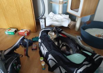 Toffee Bild von Toffee