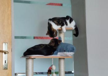 Toffee Bild von Toffee