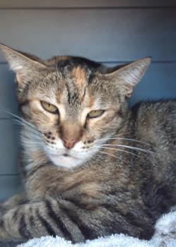 Lady Bild von Lady