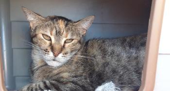 Lady Bild von Lady