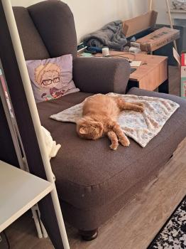 Garfield Bild von Garfield