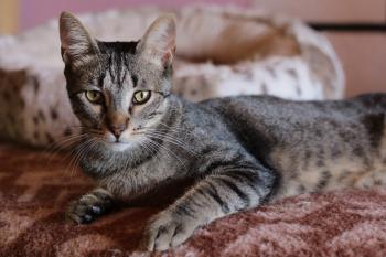 Raton Bild von Raton