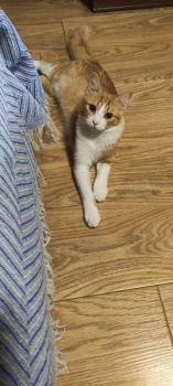 Tazz Bild von Tazz