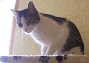 Mara im Katzenhaus Bild von Mara