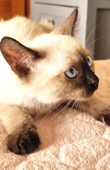 Bild von Toffee