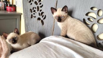 Bild von Toffee