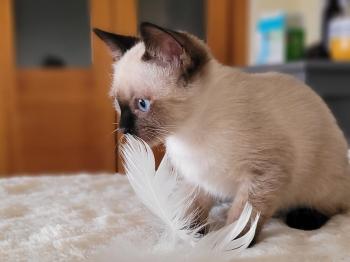 Bild von Toffee