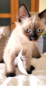 Brownie Bild von Brownie