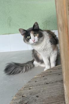 Bild von Ida