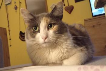 Bild von Ida