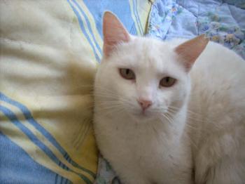 Blanca Bild von Blanca