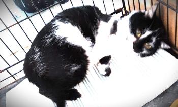 Bonachon Bild von Bonachon