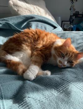 Cheddar Bild von Cheddar