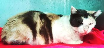 Bild von Olivia
