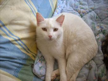 Blanca Bild von Blanca