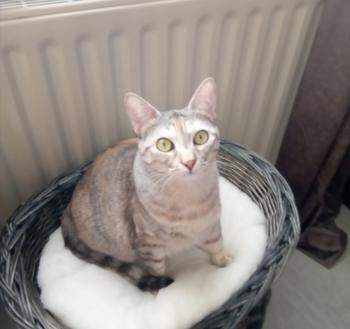 Amelia Bild von Amelia