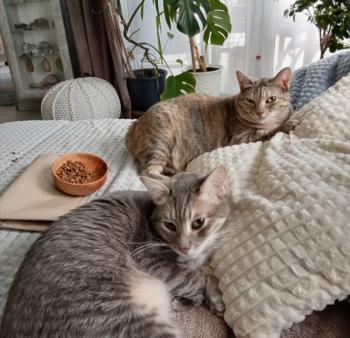 Amelia Bild von Amelia