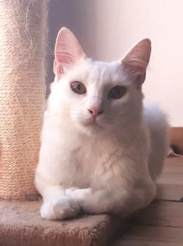 Bild von Zuri