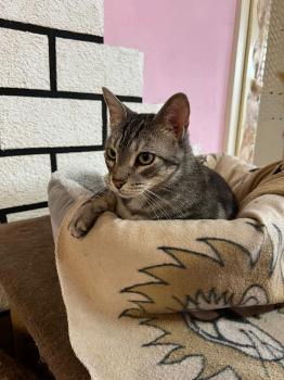 Laszlo Bild von Laszlo
