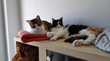 Melisa Bild von Melisa