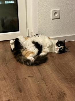 Melisa Bild von Melisa