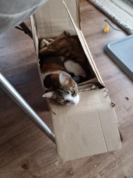 Jessi Bild von Jessi