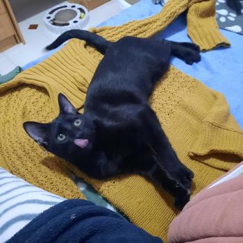 Hugo Bild von Hugo