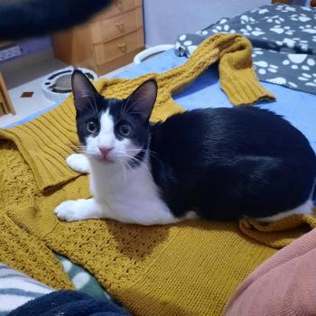 Bild von Hector
