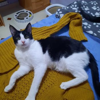 Bild von Hector