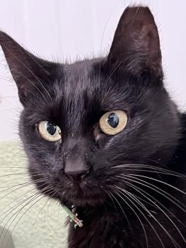 Blaqui Bild von Blaqui