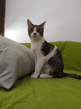 Cosimo Bild von Cosimo