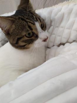 Cosimo Bild von Cosimo