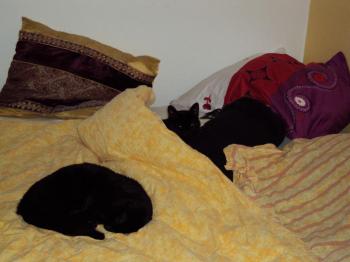 Esquo + Otto Bild von Esqueleto