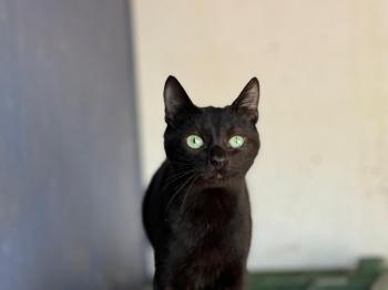 Tauro Bild von Tauro