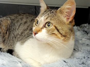 Jeronimo Bild von Jeronimo