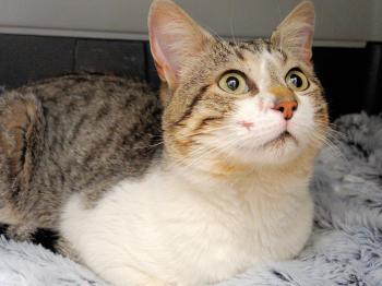 Jeronimo Bild von Jeronimo