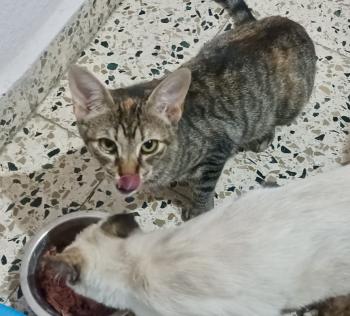 Telma Bild von Telma