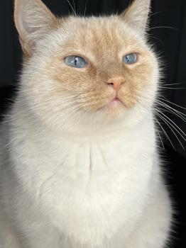 Wallas Bild von Wallas