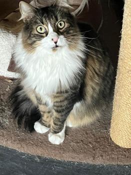 Gizmo Bild von Gizmo