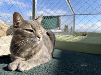 Bluey Bild von Bluey