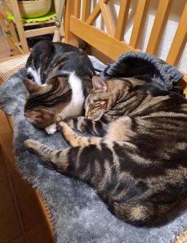 Toffee Bild von Toffee