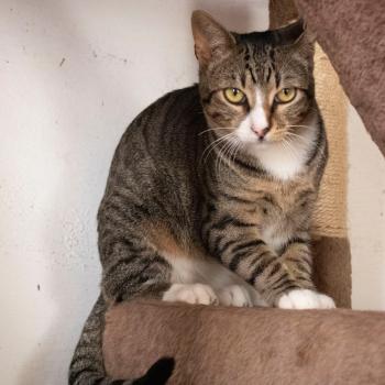 Bild von Miau