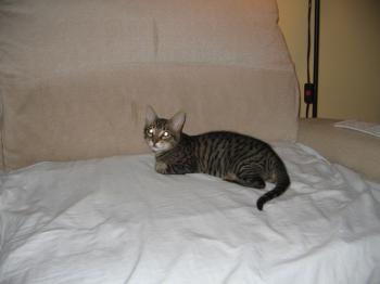 Murri Bild von Murri