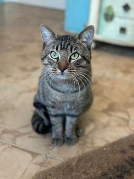 Tigre Bild von Tigre