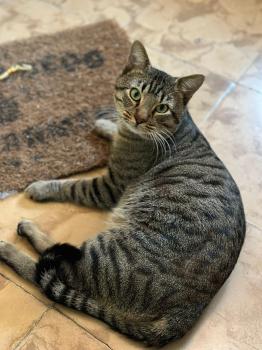 Tigre Bild von Tigre