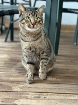 Tigre Bild von Tigre
