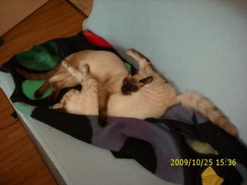 Biberoni Bild von Biberoni