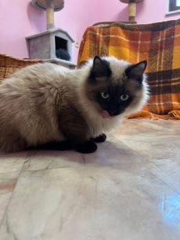 Brownie Bild von Brownie