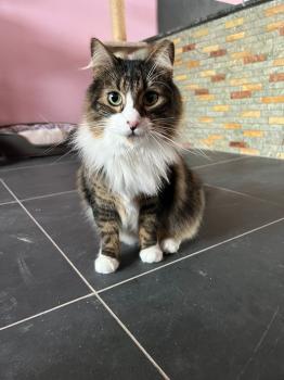 Gizmo Bild von Gizmo