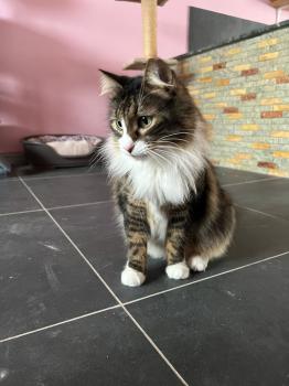 Gizmo Bild von Gizmo